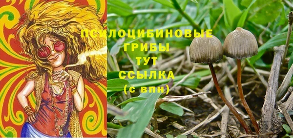 PSILOCYBIN Михайлов